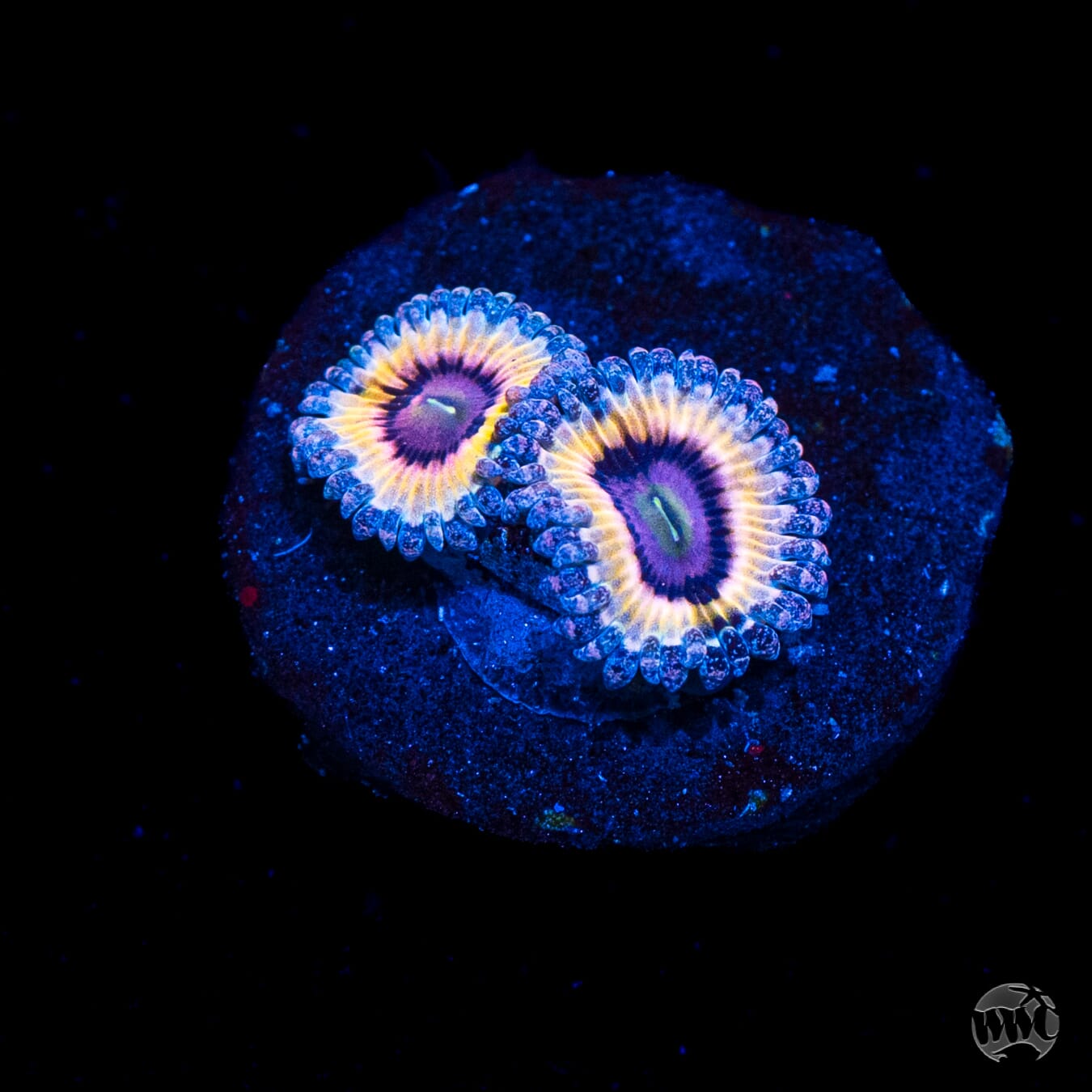 Queen Stratosphere Zoanthids