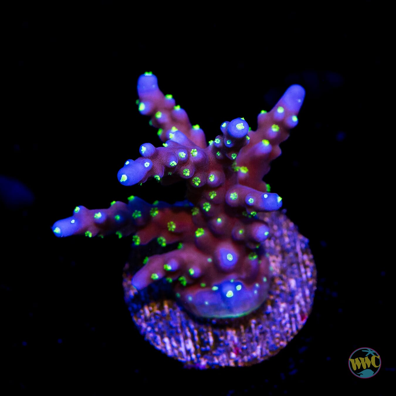 RR Black Sabbath Acropora
