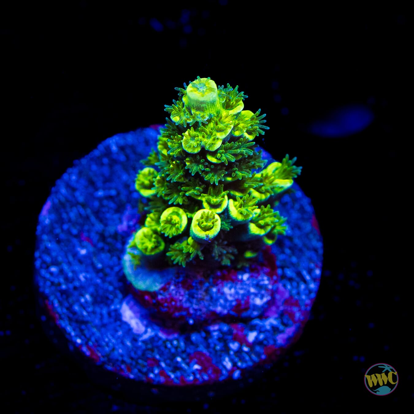 WWC Silver Surfer Acropora