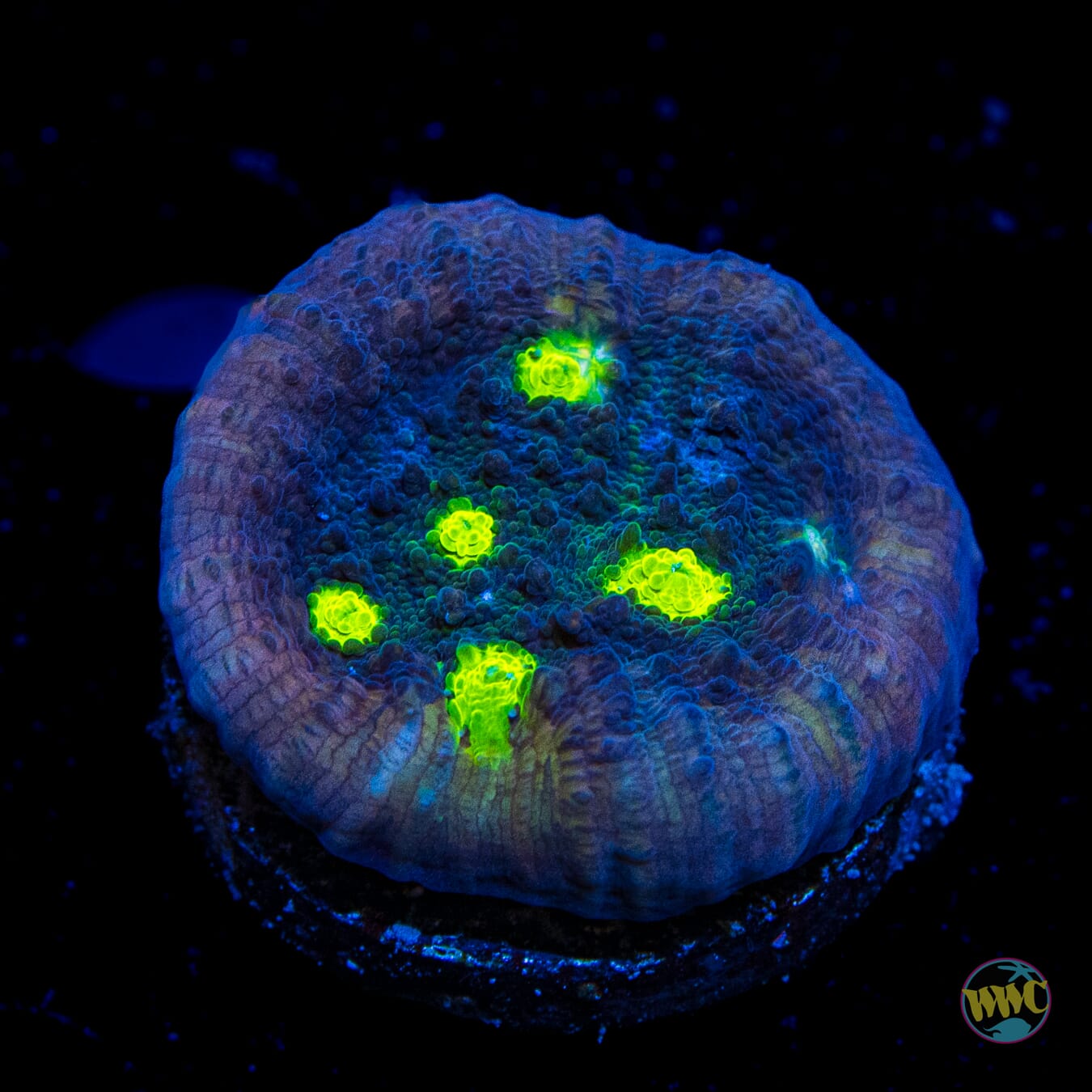 Green Boo Boo Chalice