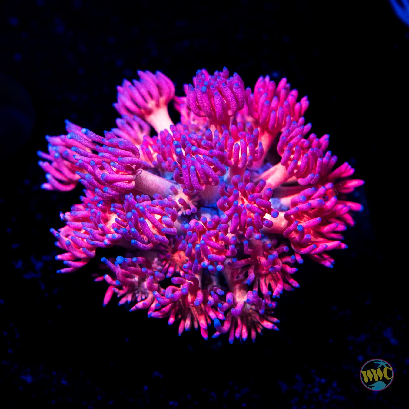 WWC Passionfruit Goniopora