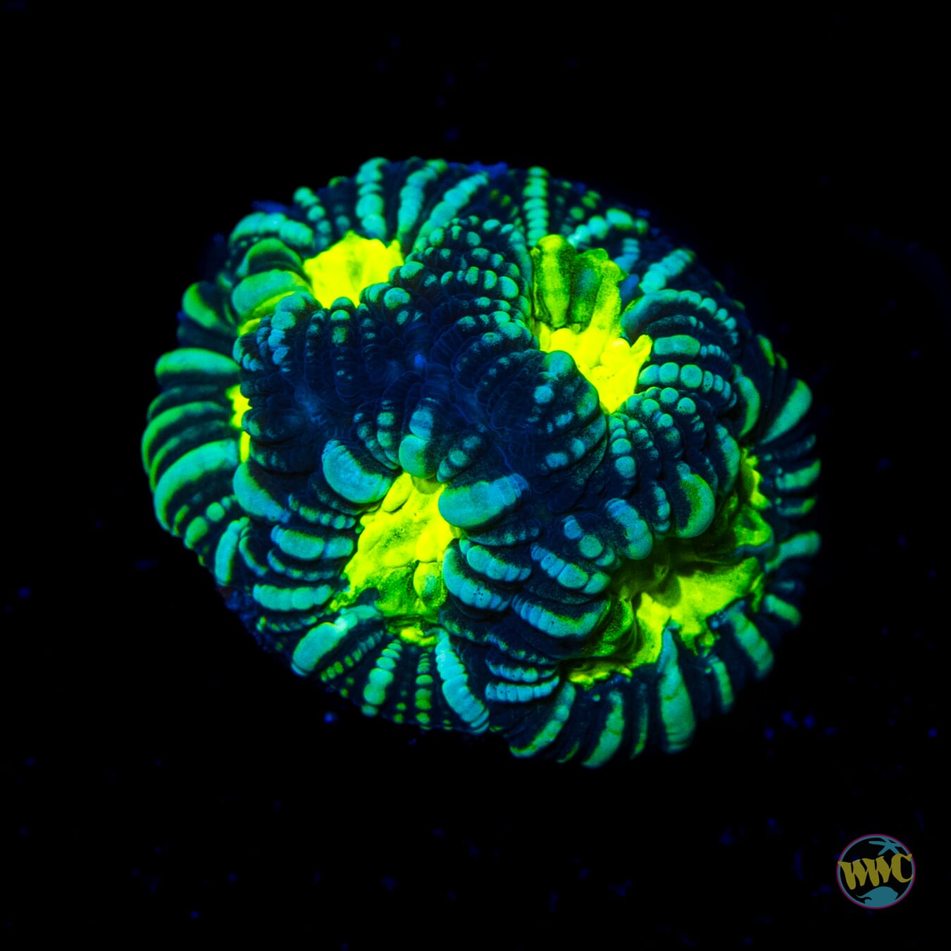 WWC Night Vision Favia