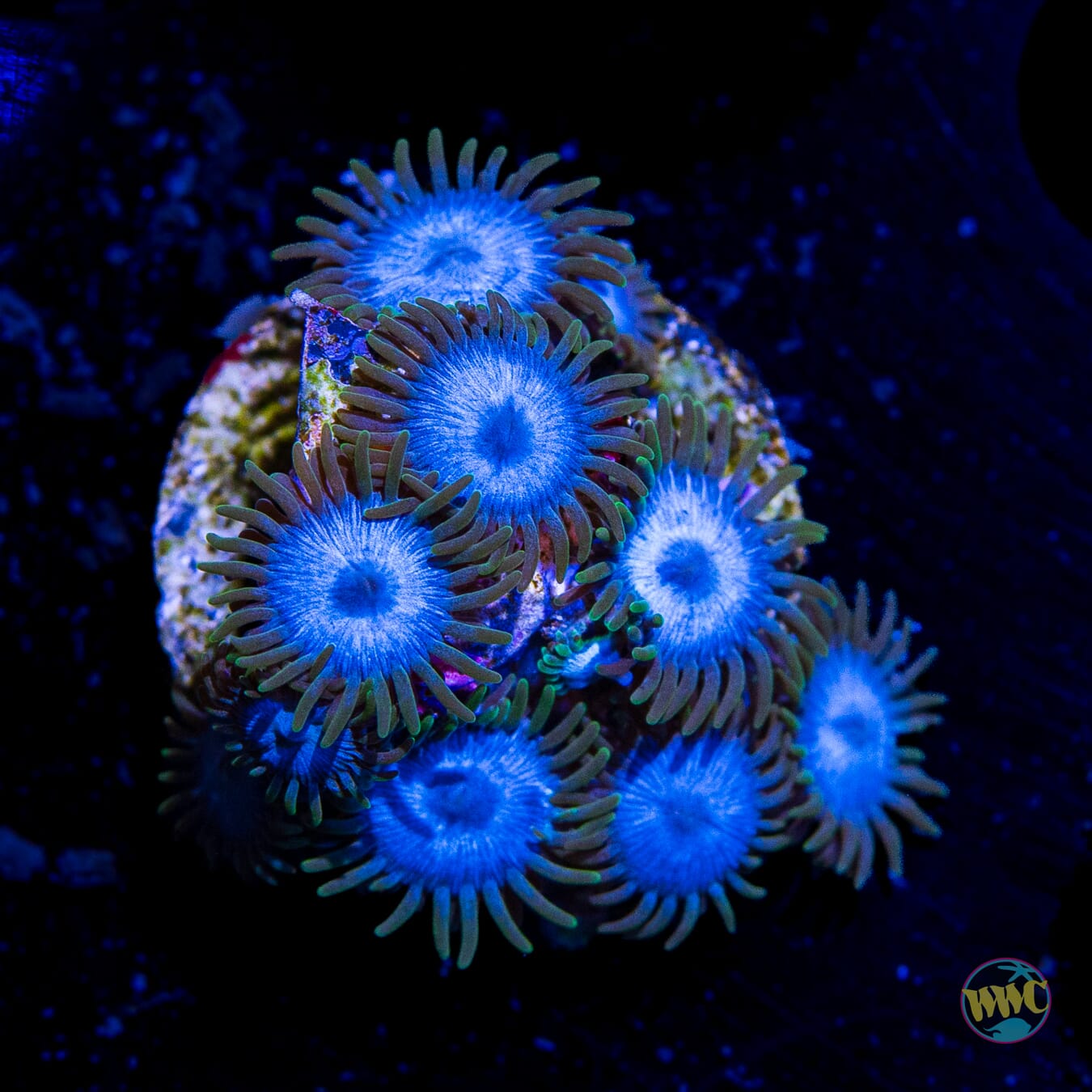WWC Lich King Zoanthids