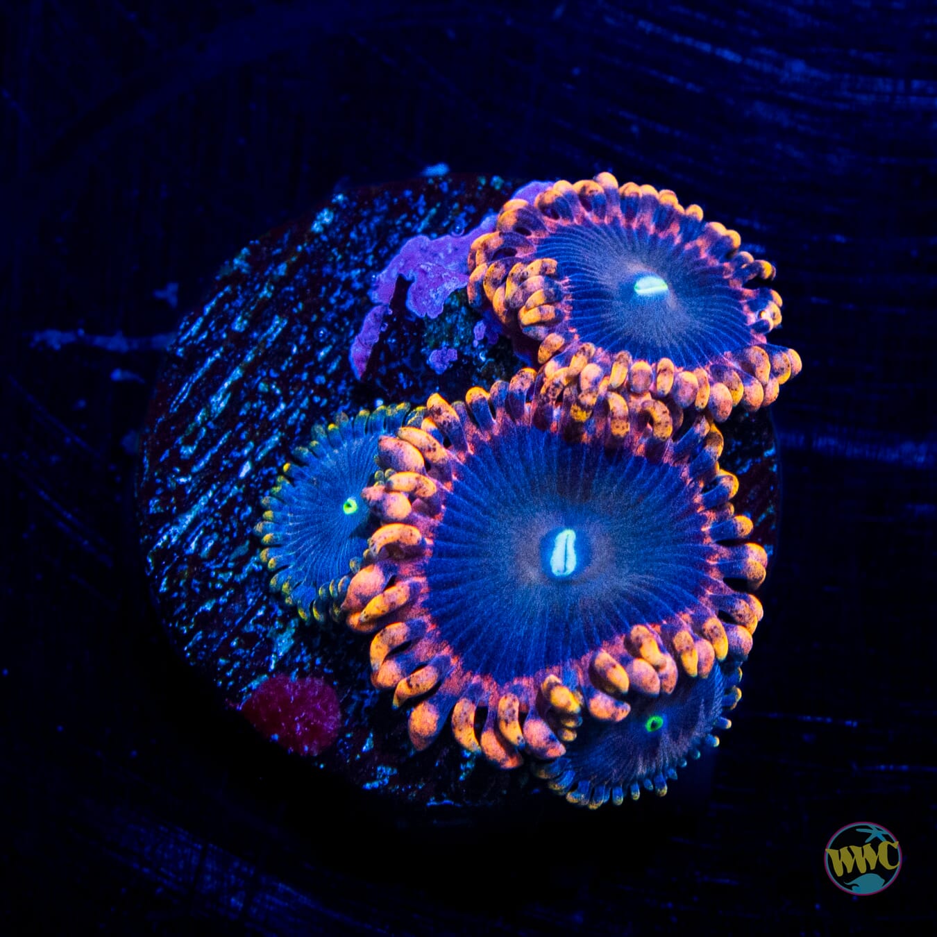 Antimatter Zoanthids