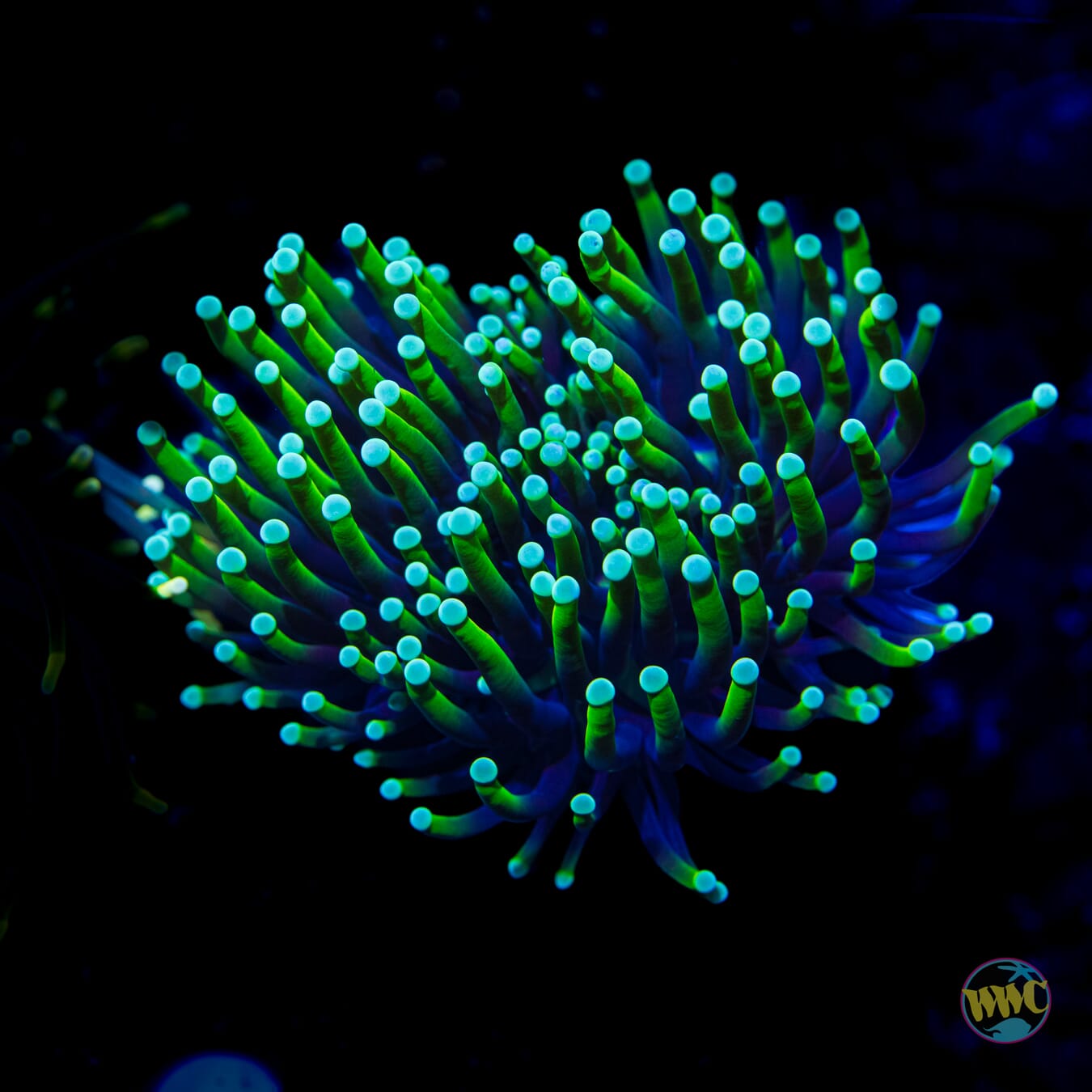 Neon Tipped Torch