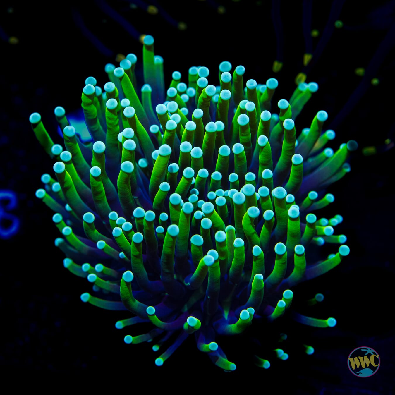Neon Tipped Torch
