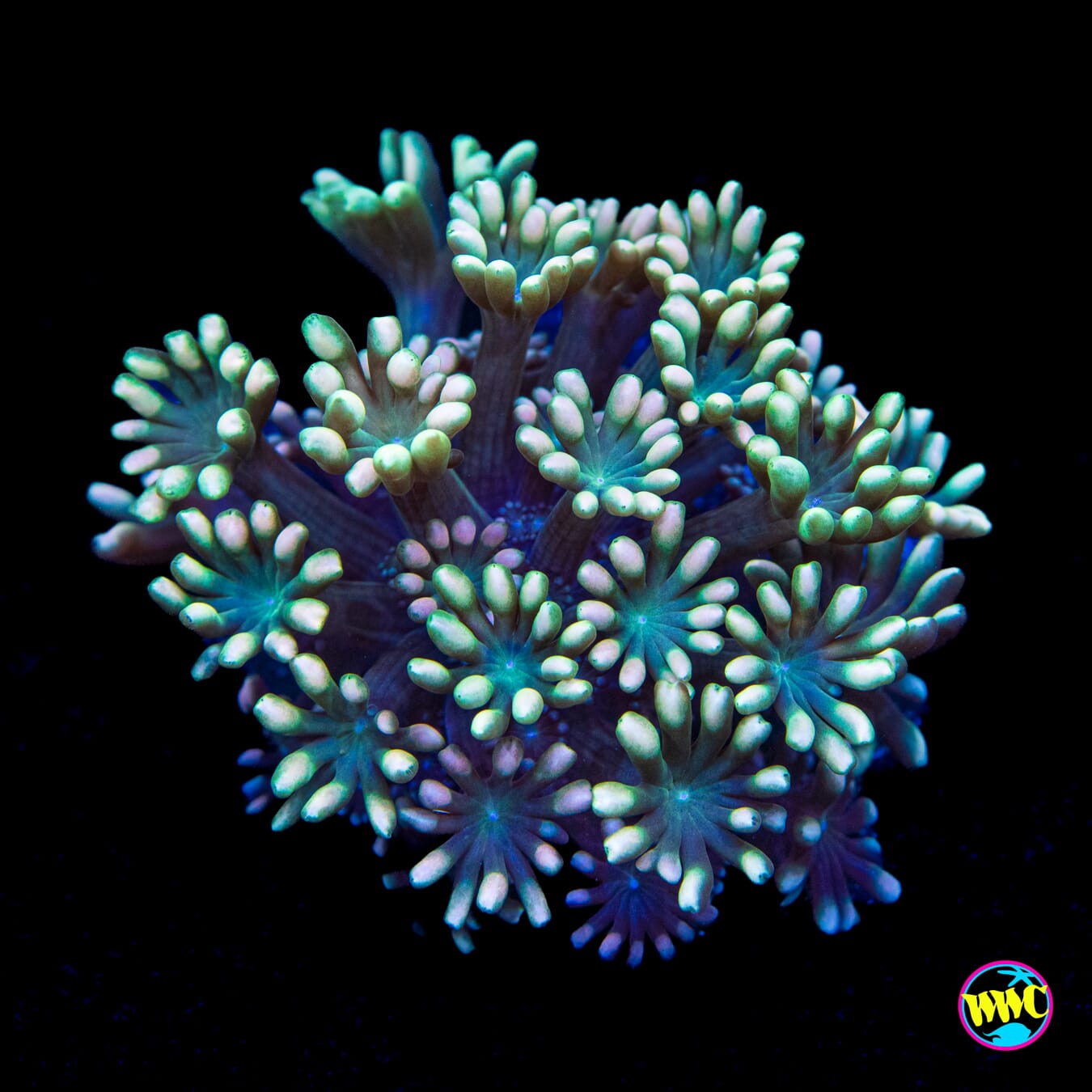 Spearmint Alveopora - Actinic Photo