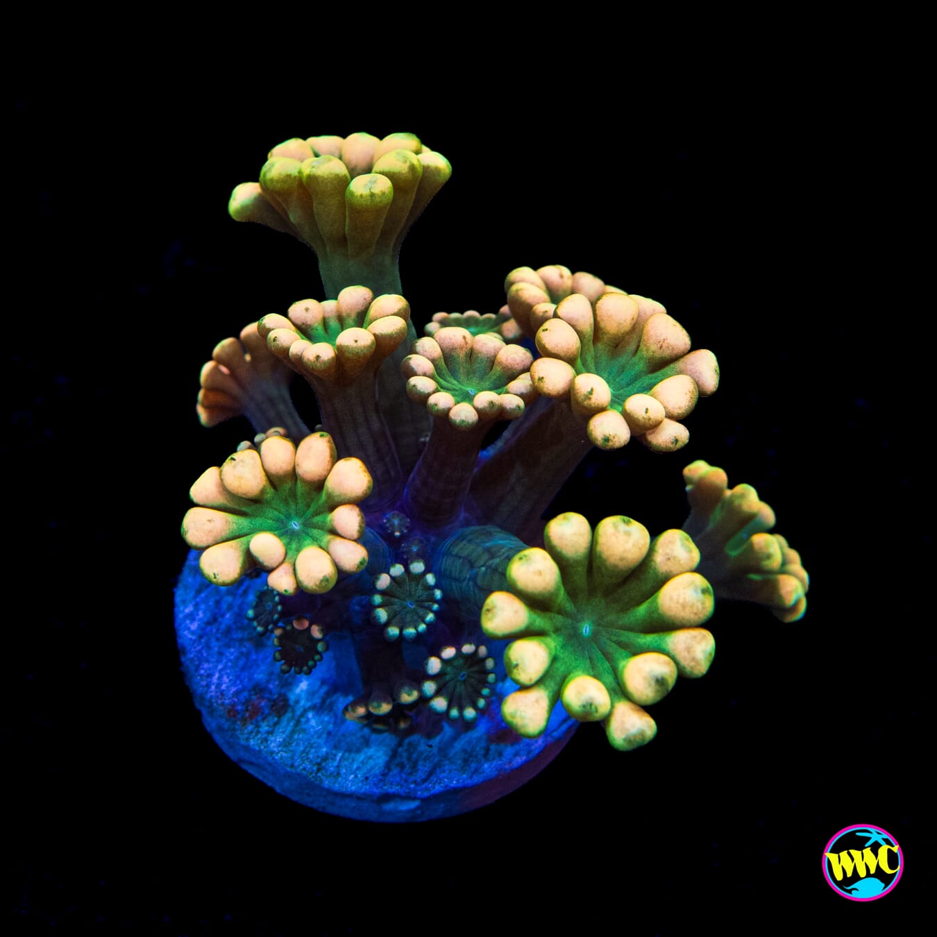 WWC Emerald Hologram Alveopora - Actinic Photo