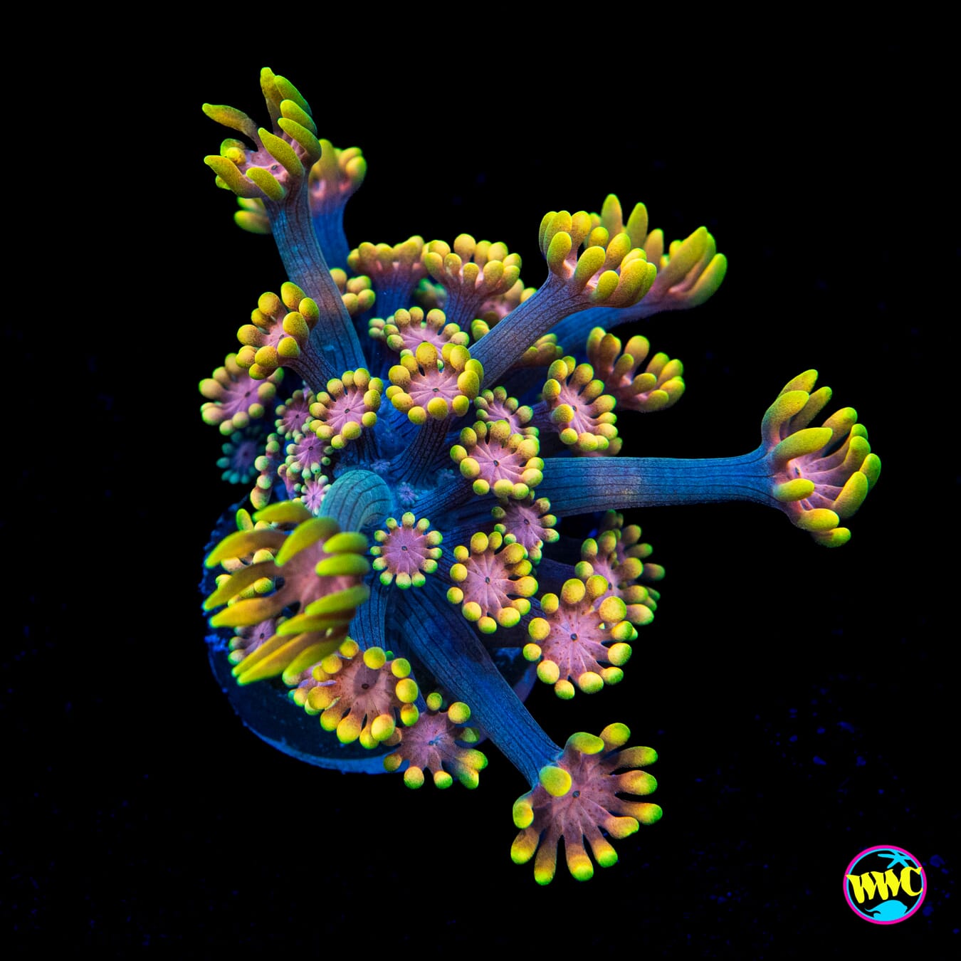 WWC Guava Berry Alveopora - Actinic Photo