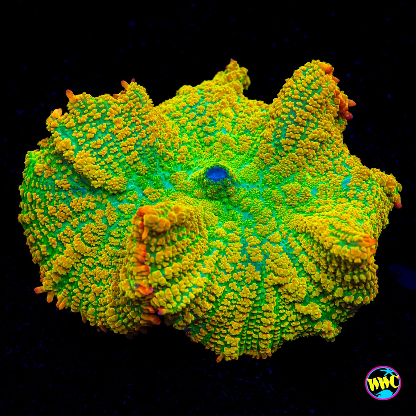WWC Maui Zowie Rhodactis Mushroom - Actinic Photo