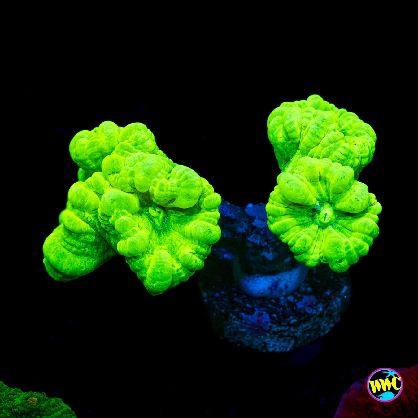 Kryptonite Candy Canes - Actinic Photo