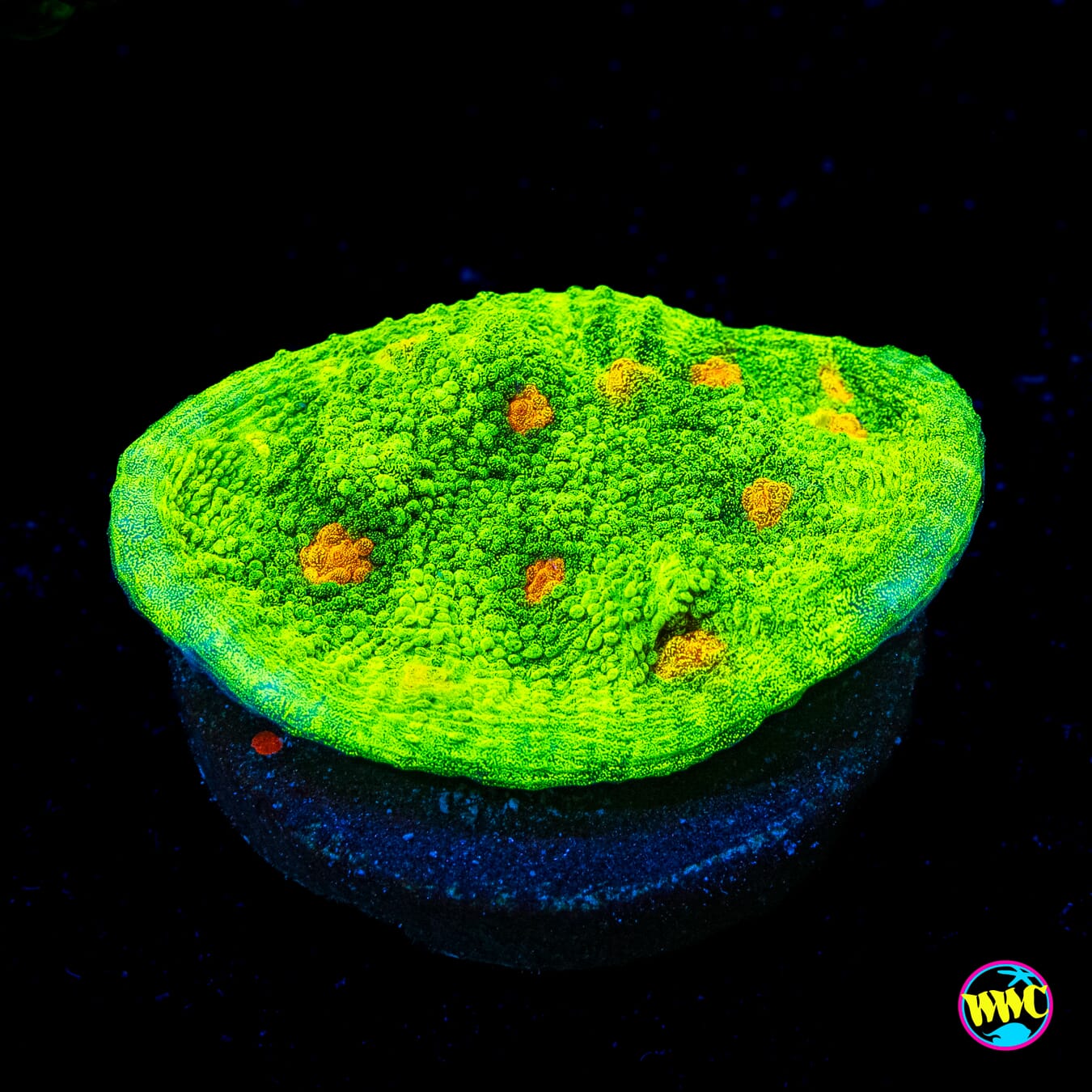 WWC Space Invader Chalice - Actinic Photo