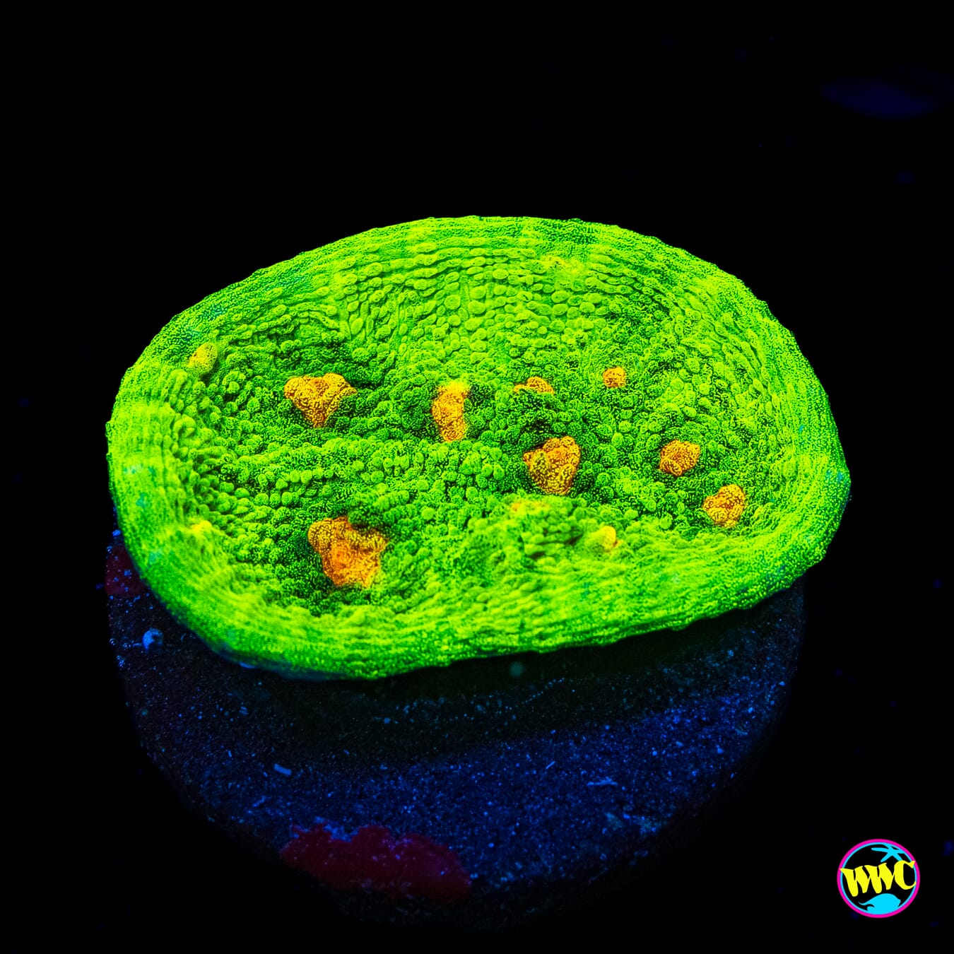 WWC Space Invader Chalice - Actinic Photo