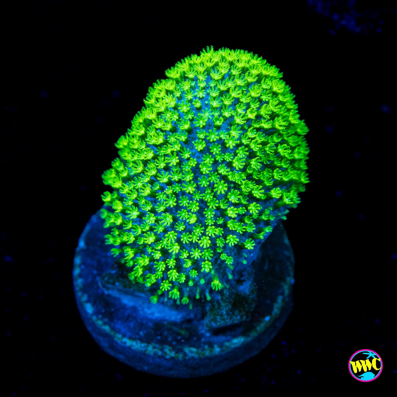 WWC Neon Toadstool Leather - Actinic Photo