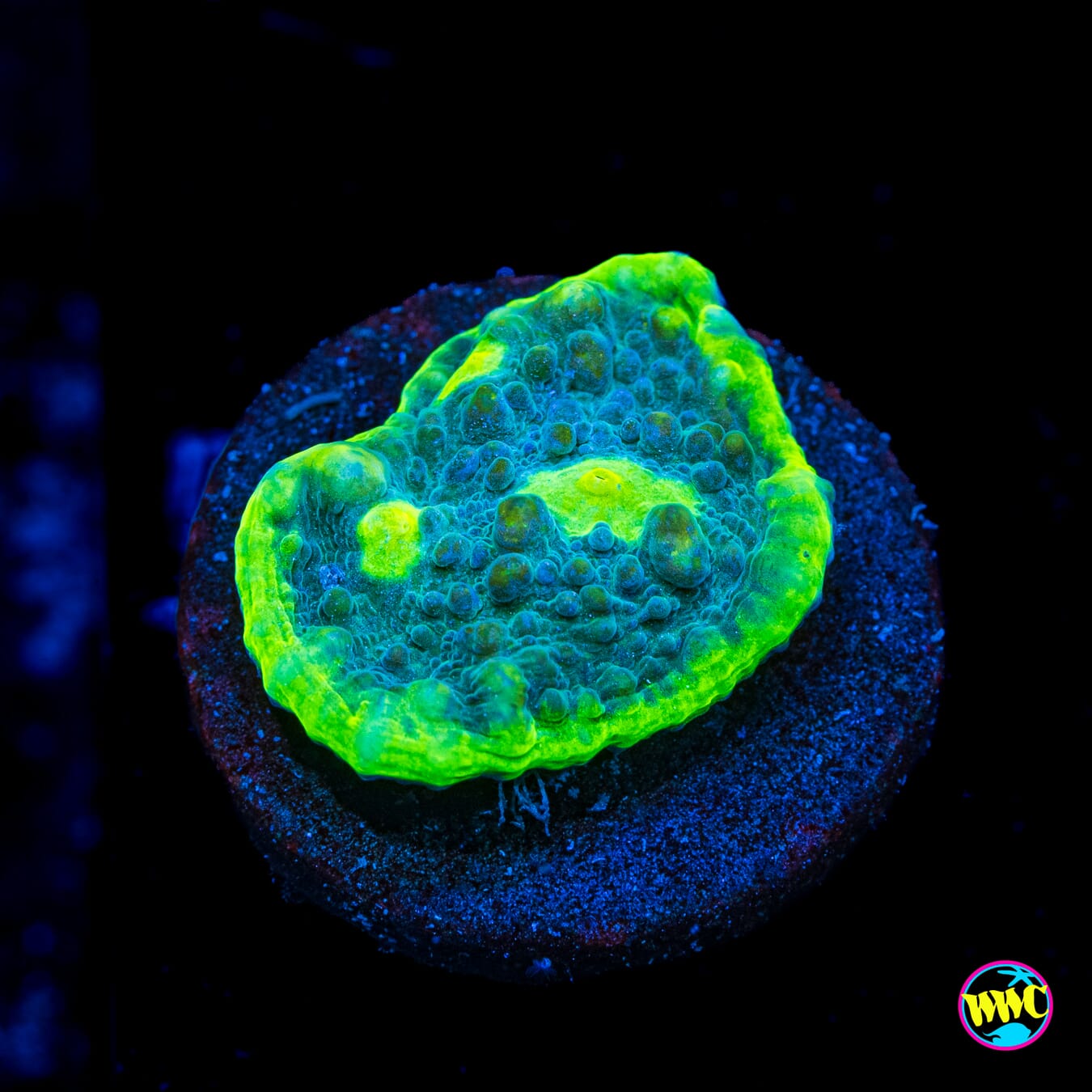 Toxic Doom Chalice - Actinic Photo