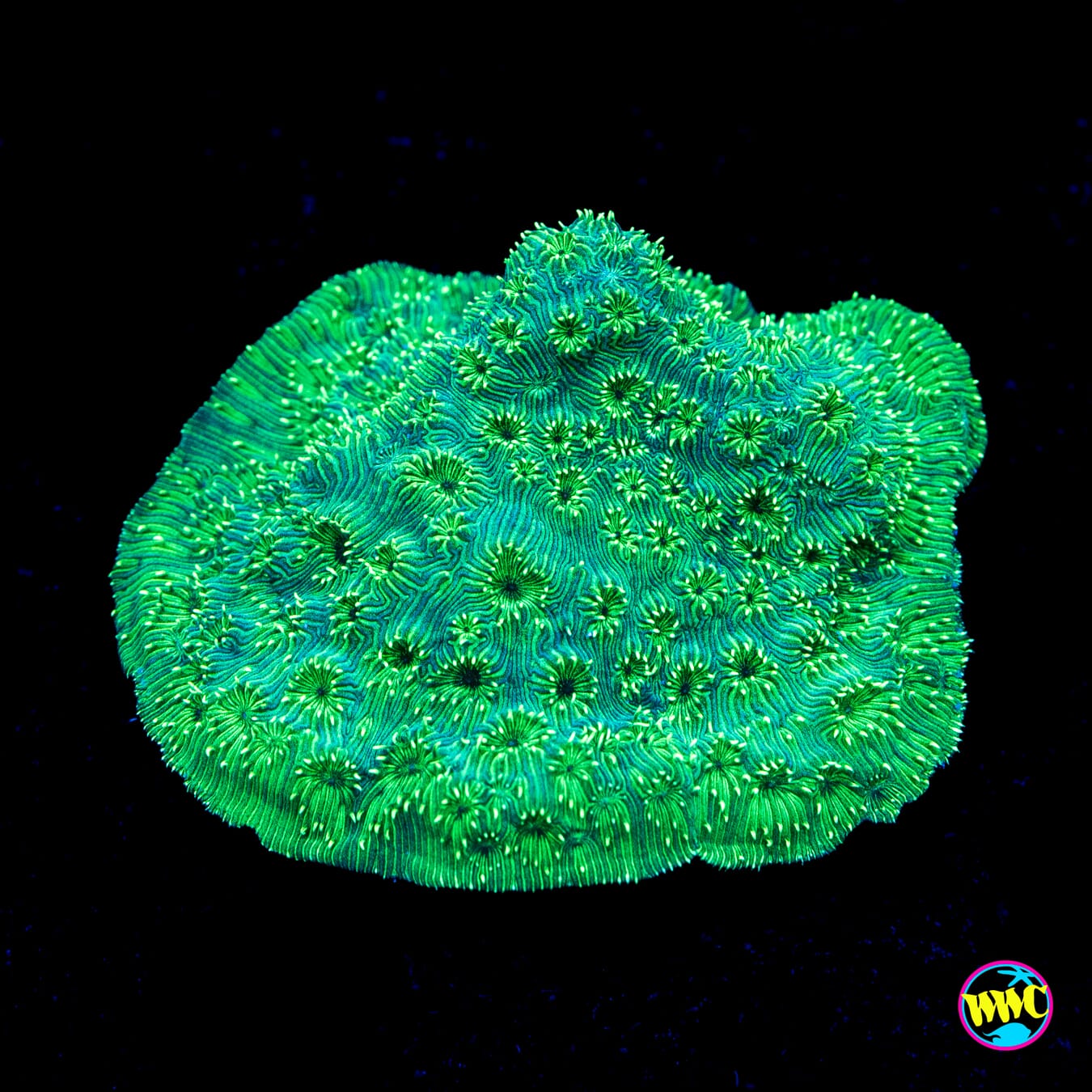 Green Maldivensis Pavona - Actinic Photo