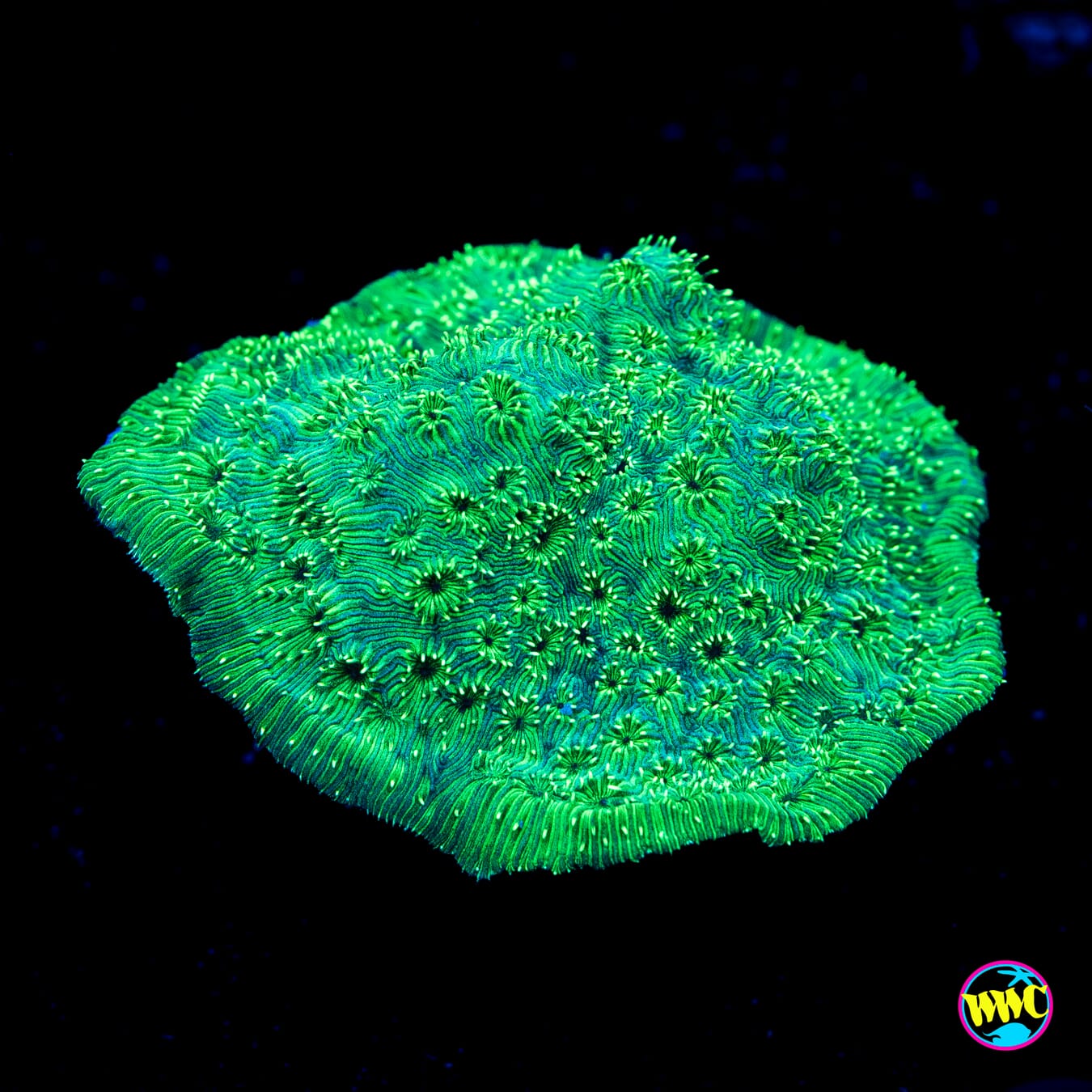 Green Maldivensis Pavona - Actinic Photo
