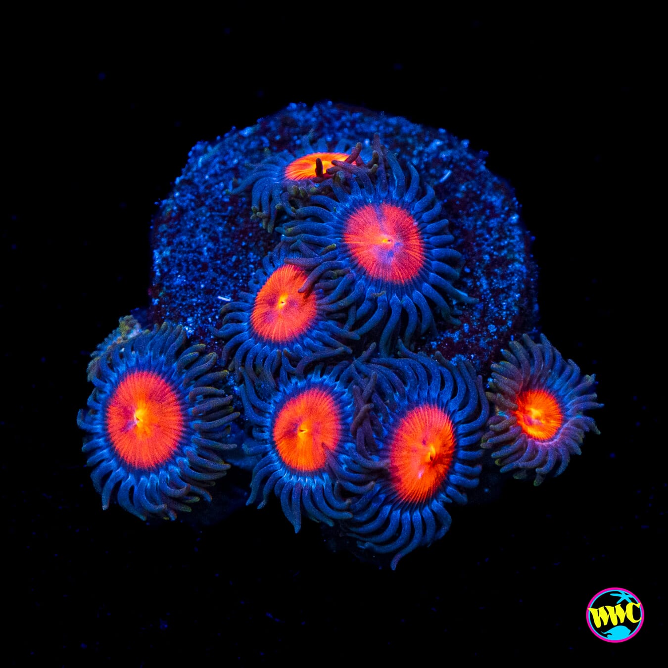 WWC Burning Mans Zoanthids - Actinic Photo