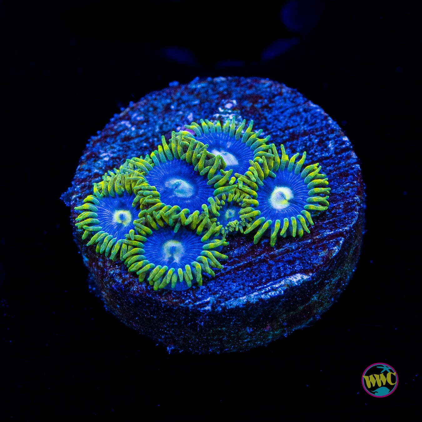 Blueberry Fields Zoanthids - Actinic Photo