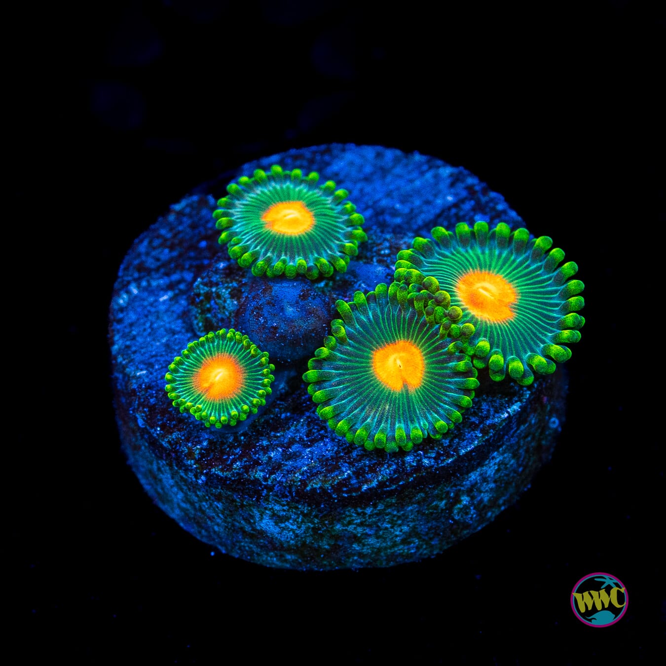WWC Campfire Zoanthids - Actinic Photo