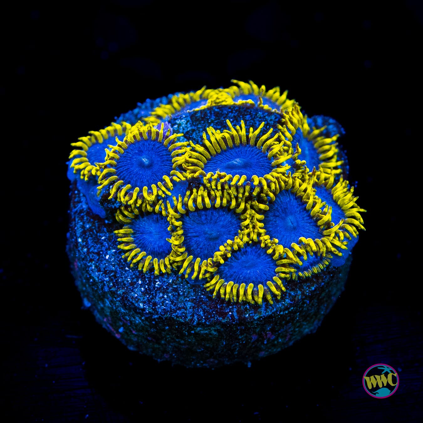 WWC Blue Angels Zoanthids - Actinic Photo