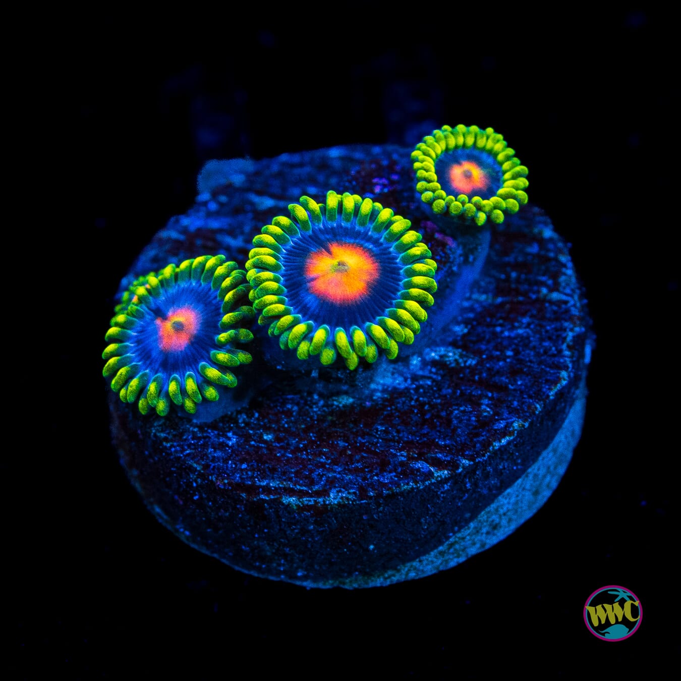 WWC Ultimate Blow pop Zoanthids - Actinic Photo