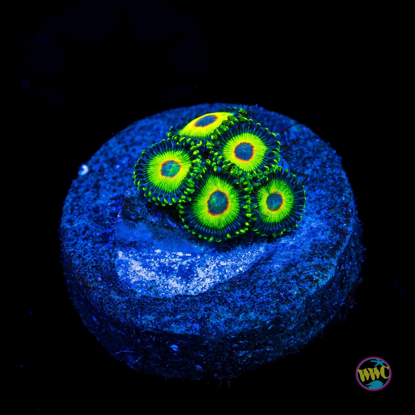 WWC Island Time Zoanthids - Actinic Photo