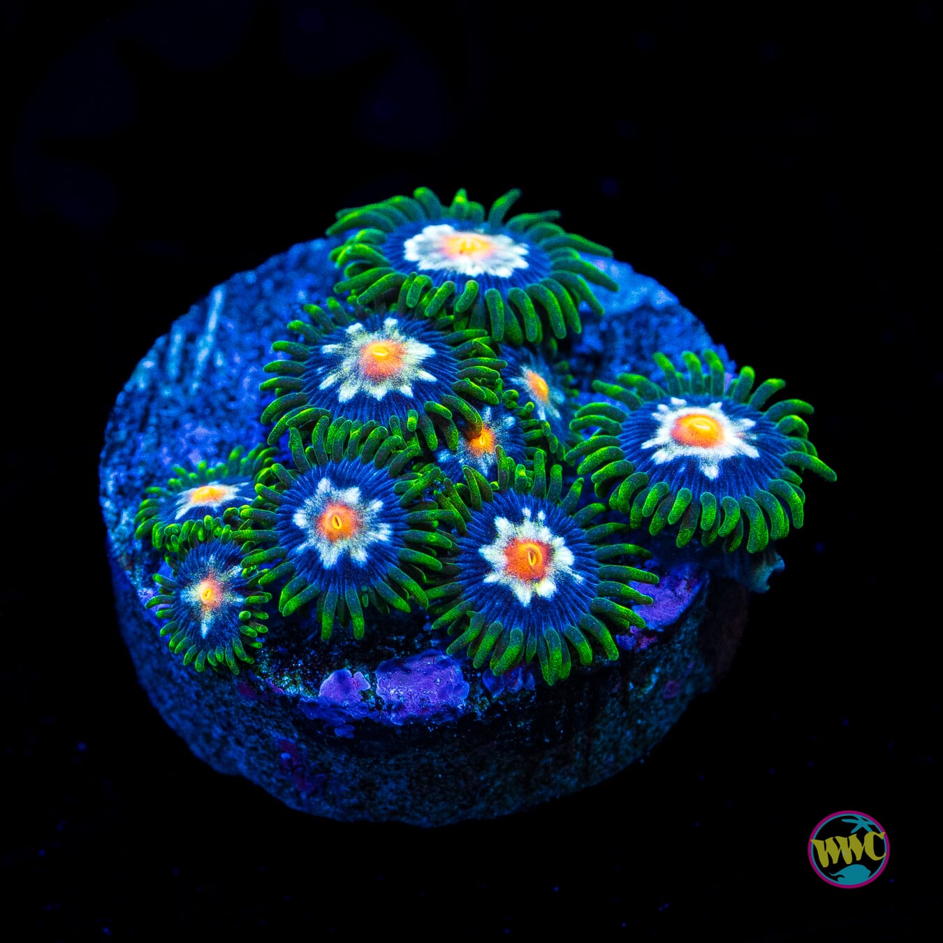 Jason Fox Stargazer Zoanthids - Actinic Photo