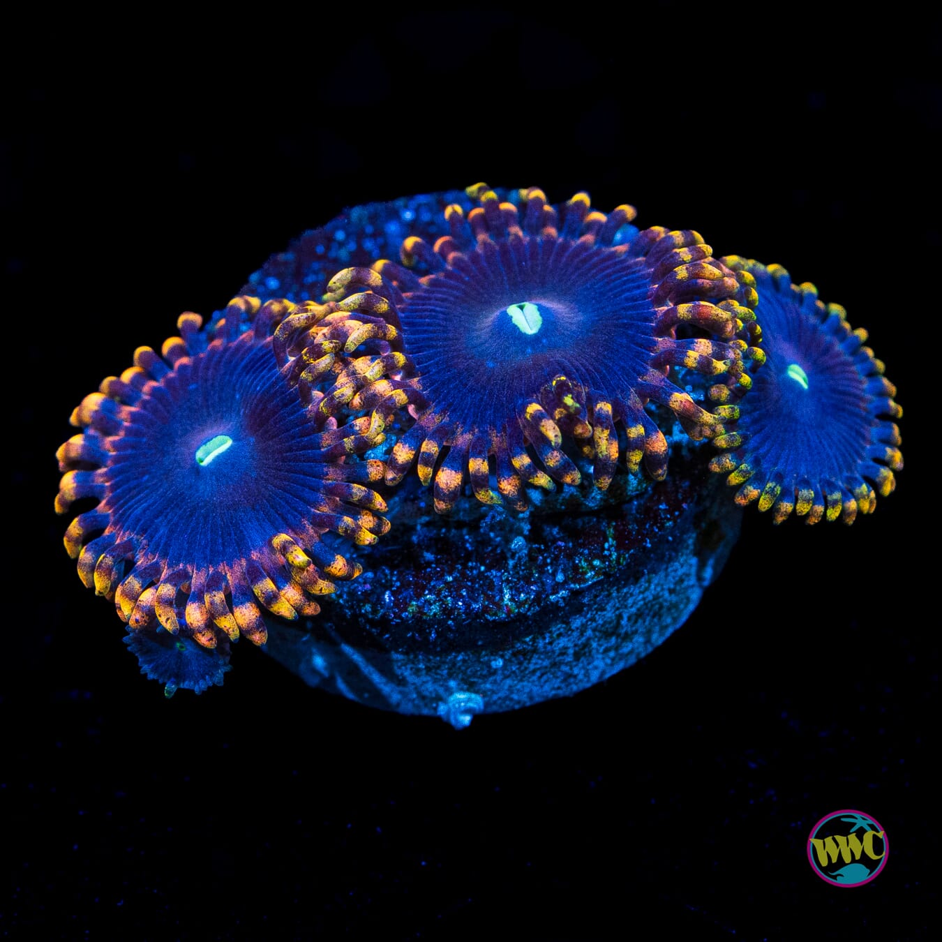 Anti Matter Zoanthids - Actinic Photo