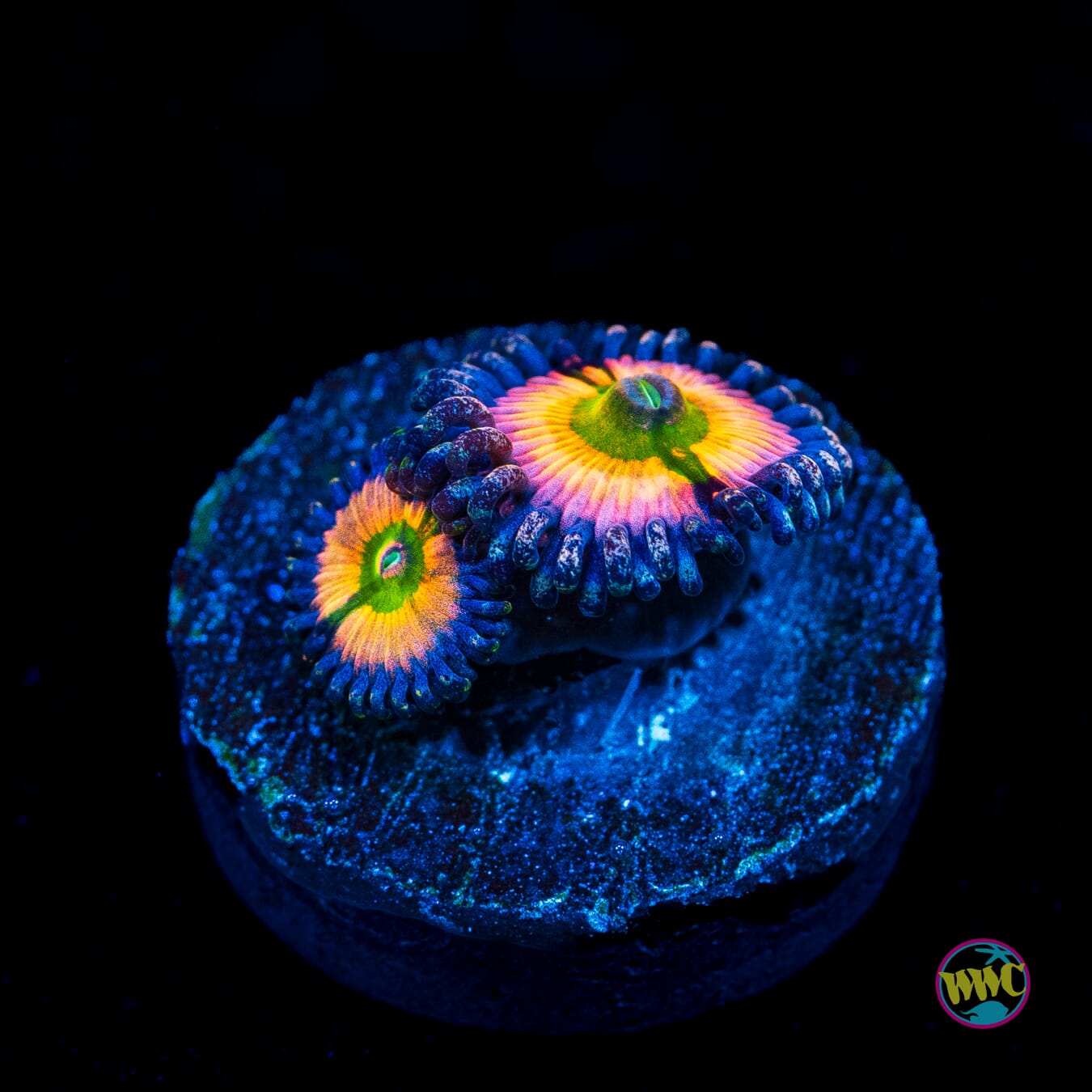 Tyree Rainbow Infusion Zoanthids - Actinic Photo