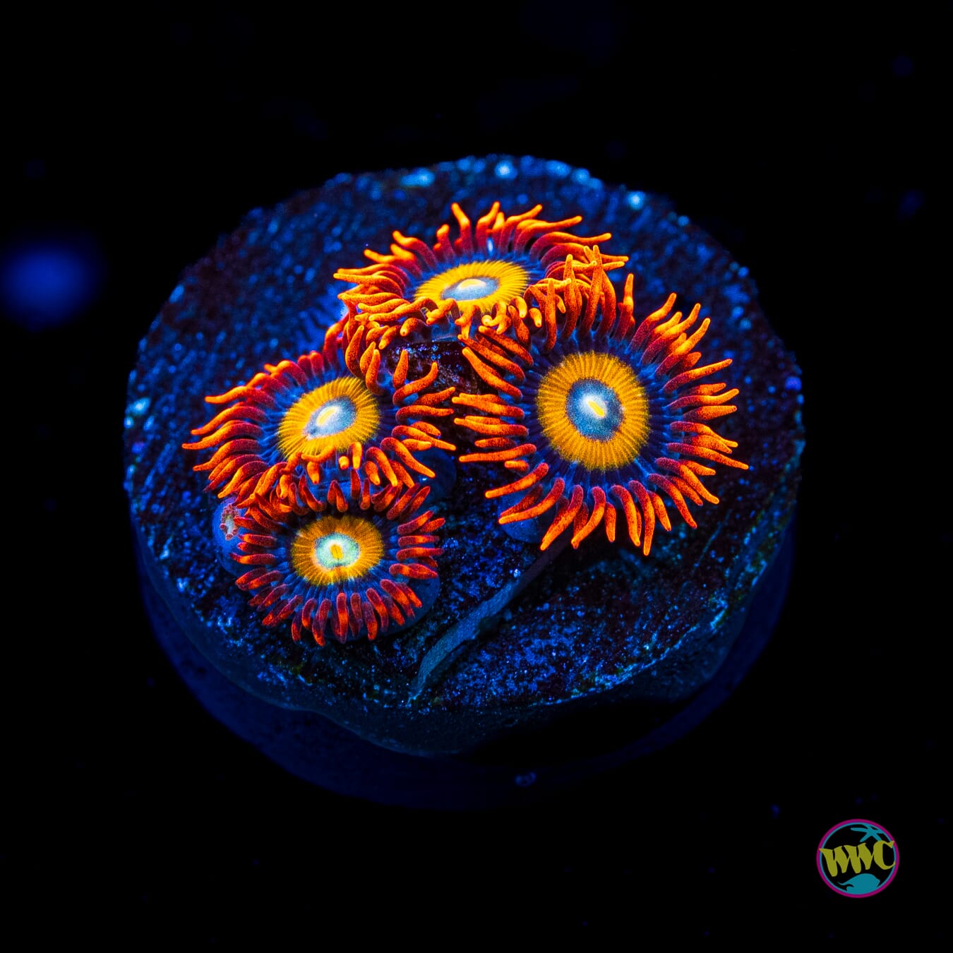 WWC Blondies Zoanthids - Actinic Photo