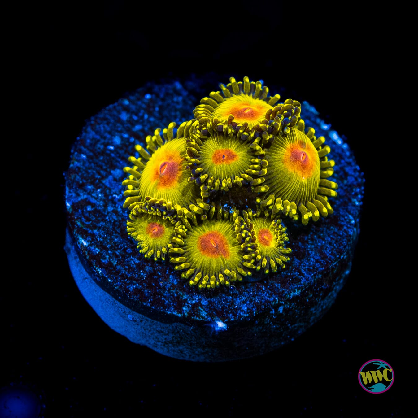 WWC Golden Gods Zoanthids - Actinic Photo