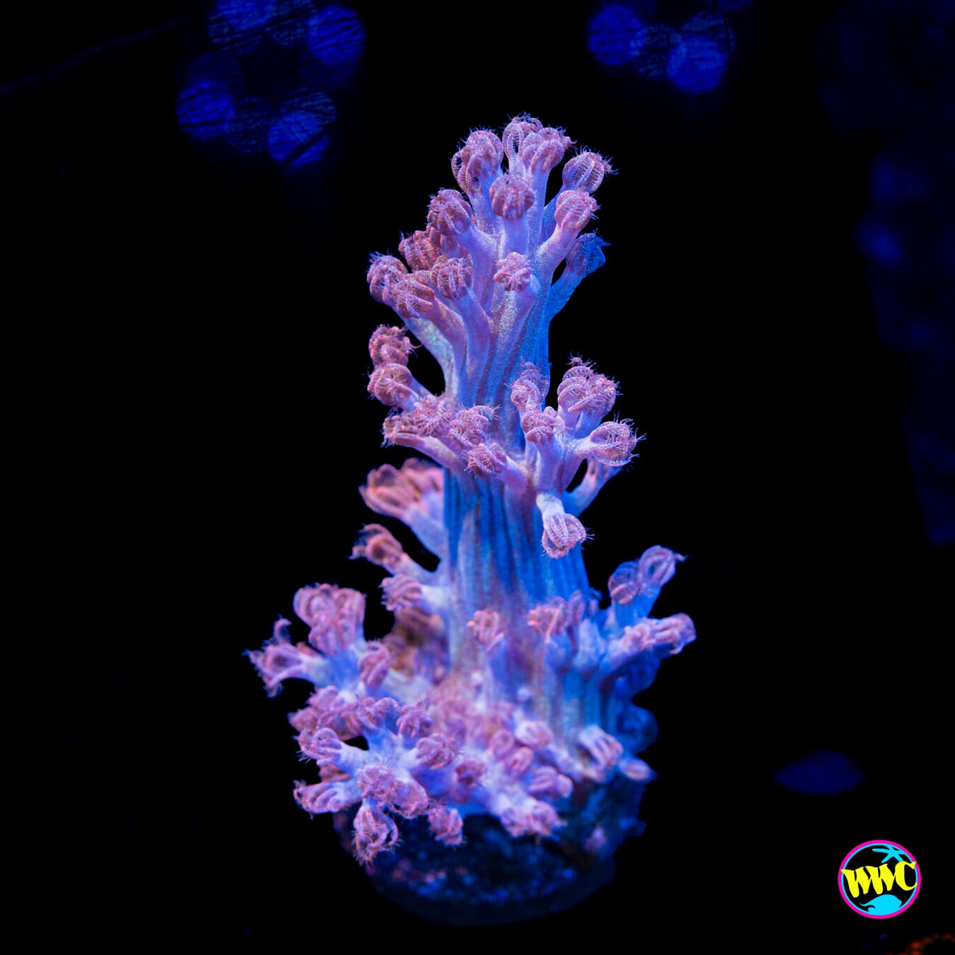 WWC Rainbow Sprinkles Cespitularia - Actinic Photo