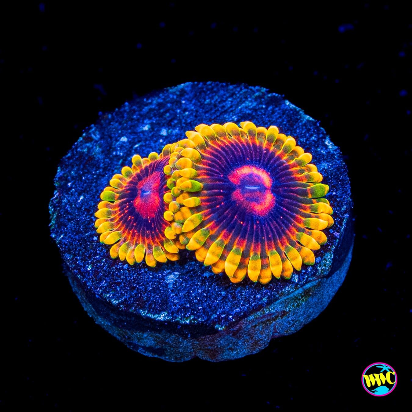 Mind Trick Zoanthids - Actinic Photo