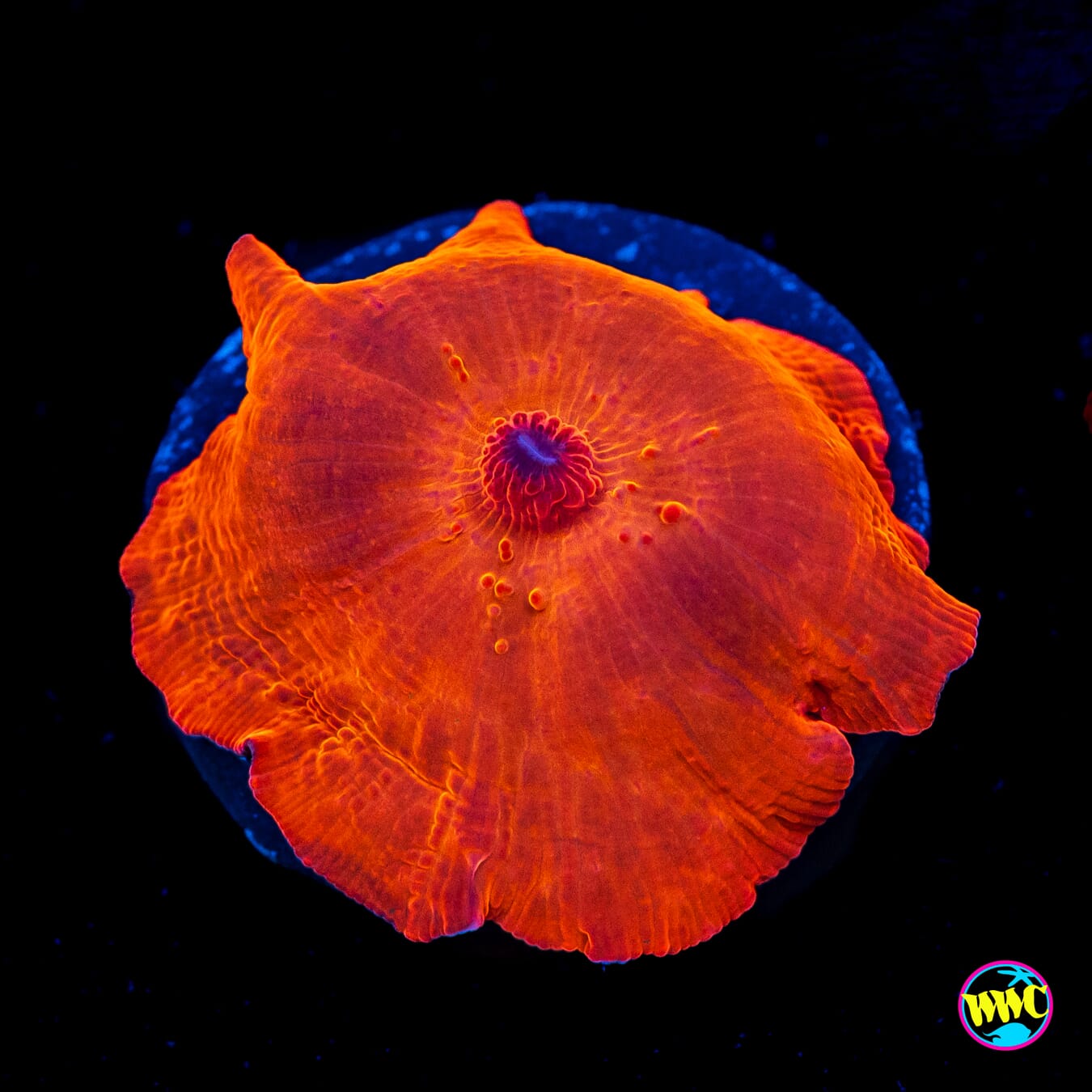 WWC King Tut Disco Mushroom - Actinic Photo