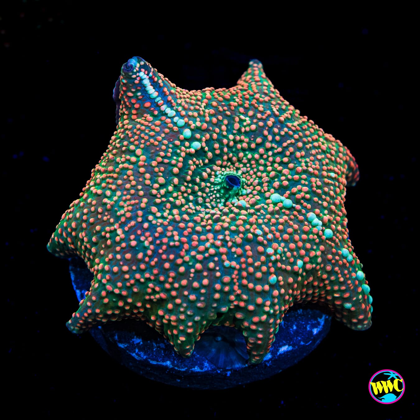 Crocodile Disco Mushroom - Actinic Photo