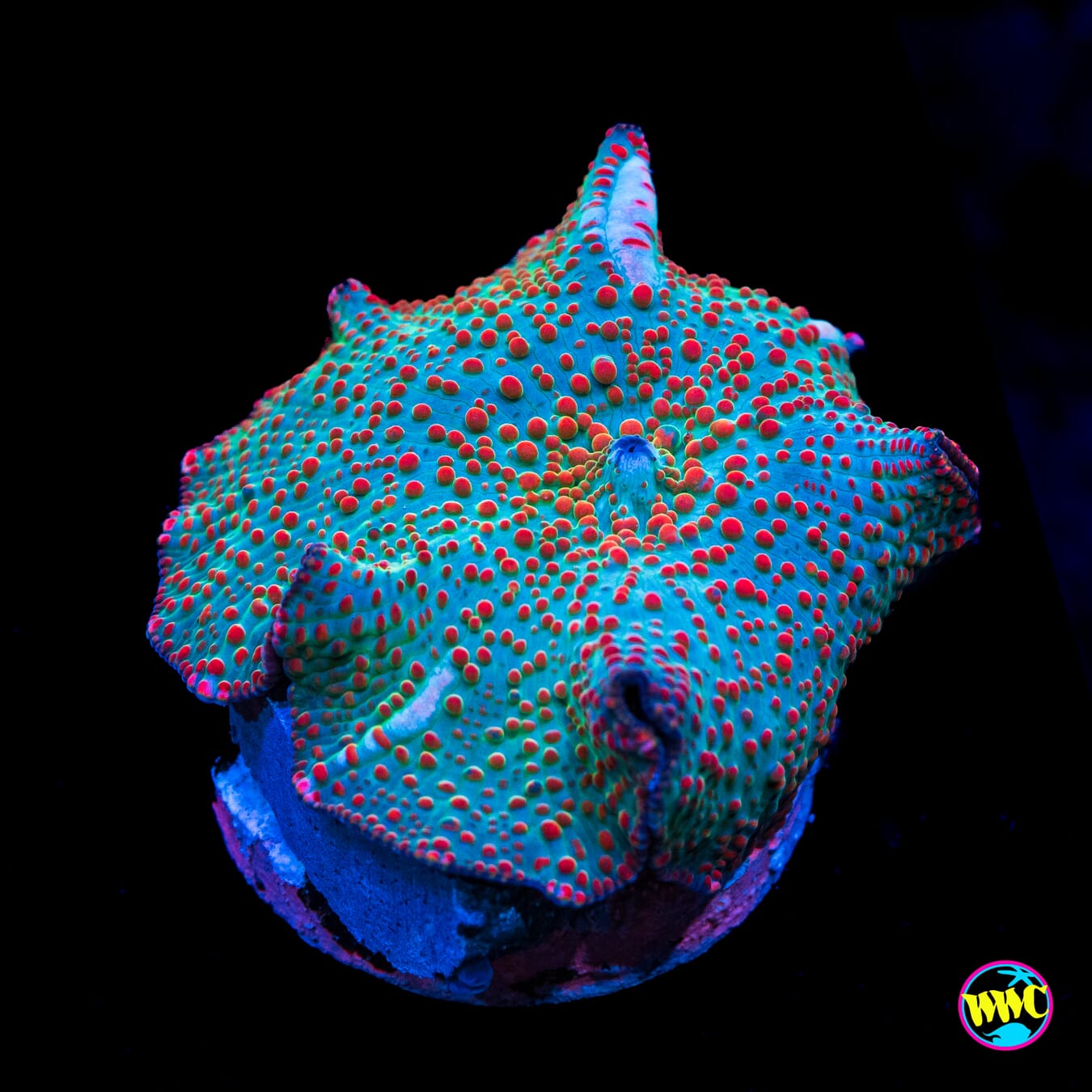 Frog Juice Disco Mushroom - Actinic Photo