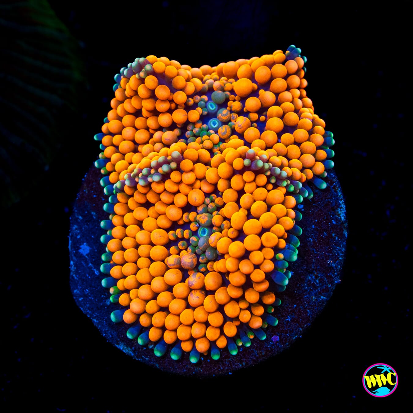 Citrus Explosion Ricordea Mushroom - Actinic Photo