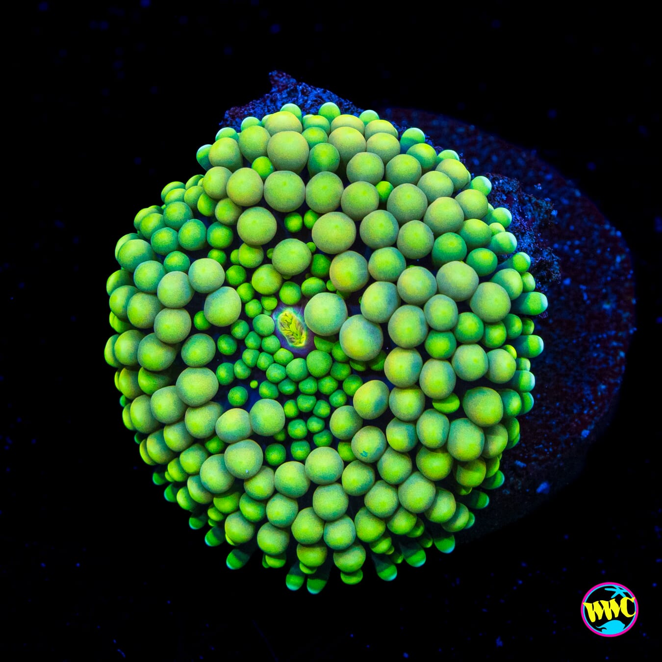 Toxic Willy Ricordea Mushroom - Actinic Photo