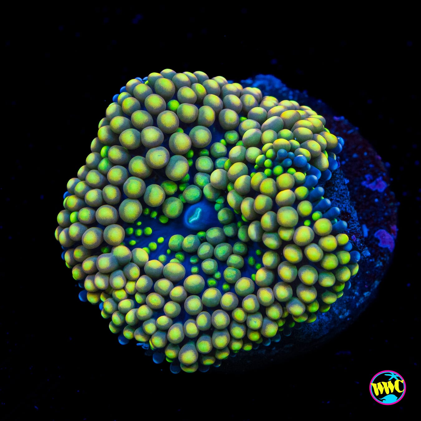 Lemon Haze Ricordea Mushroom - Actinic Photo