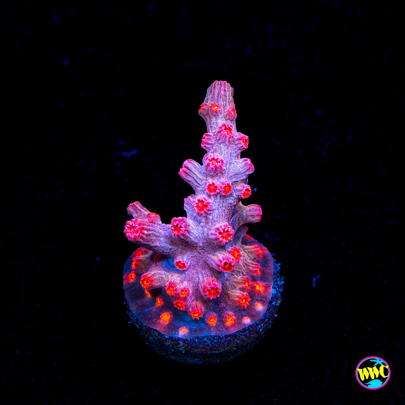 WWC Strawberry Branching Cyphastrea