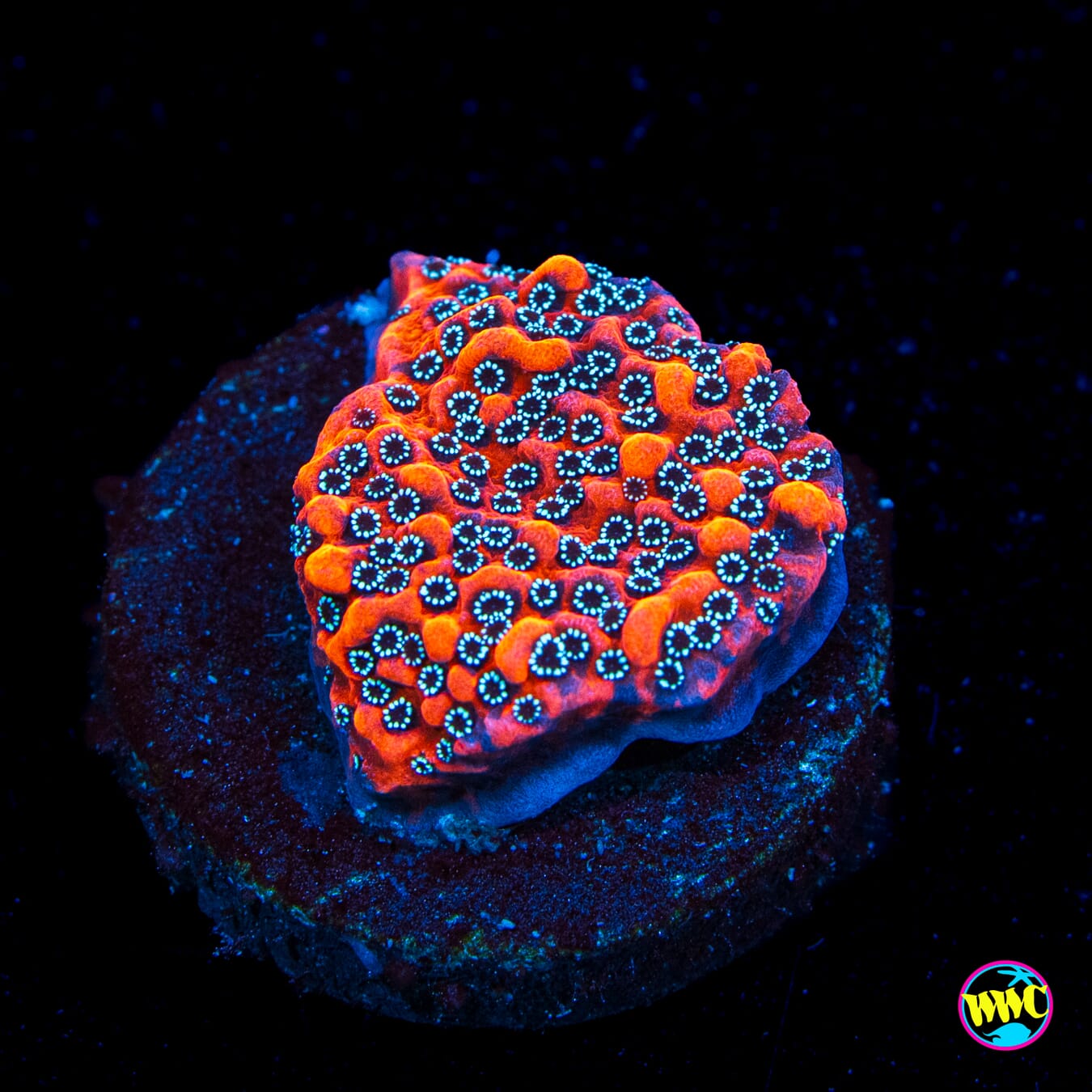 WWC Dragonfruit Montipora