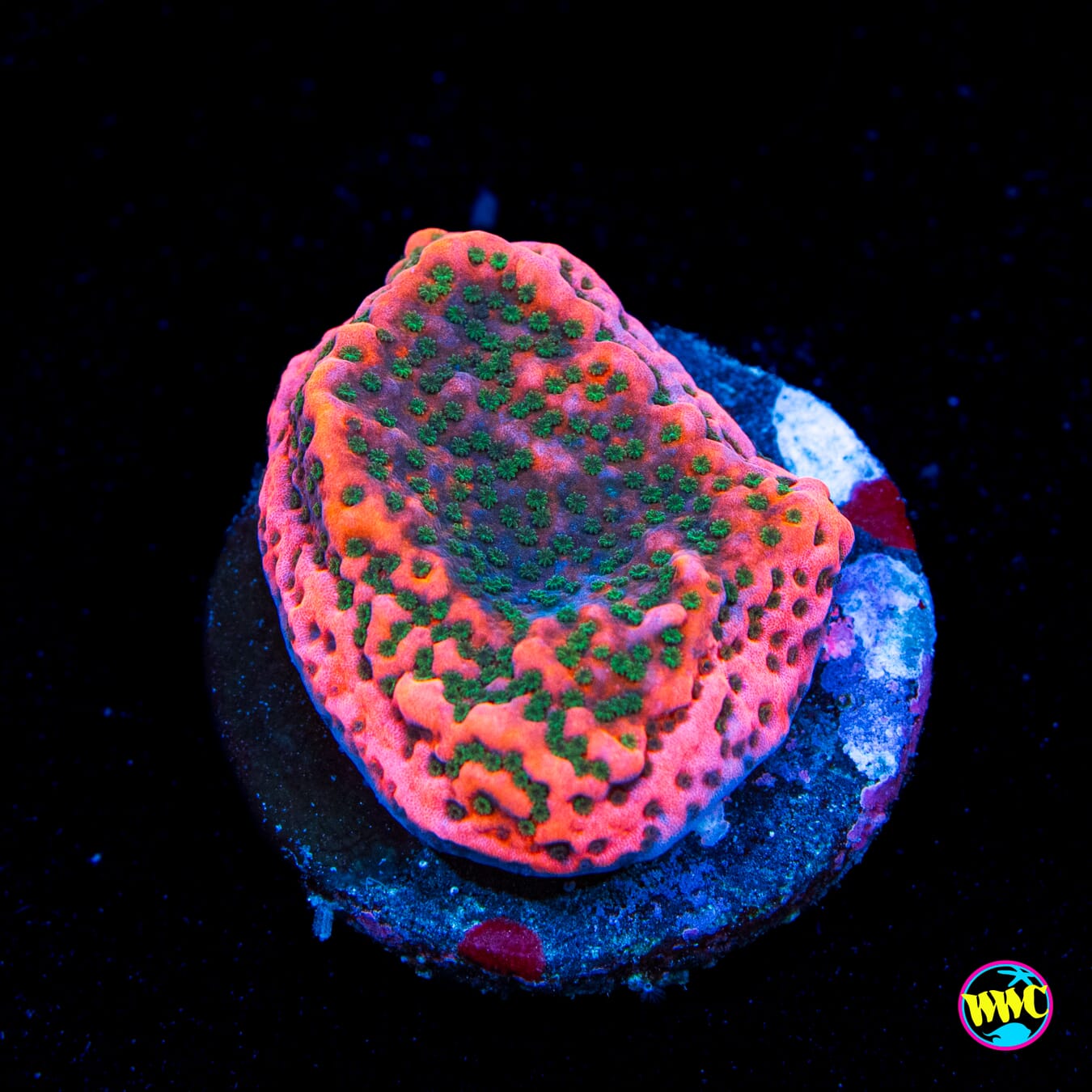 WWC Cherry Tree Montipora