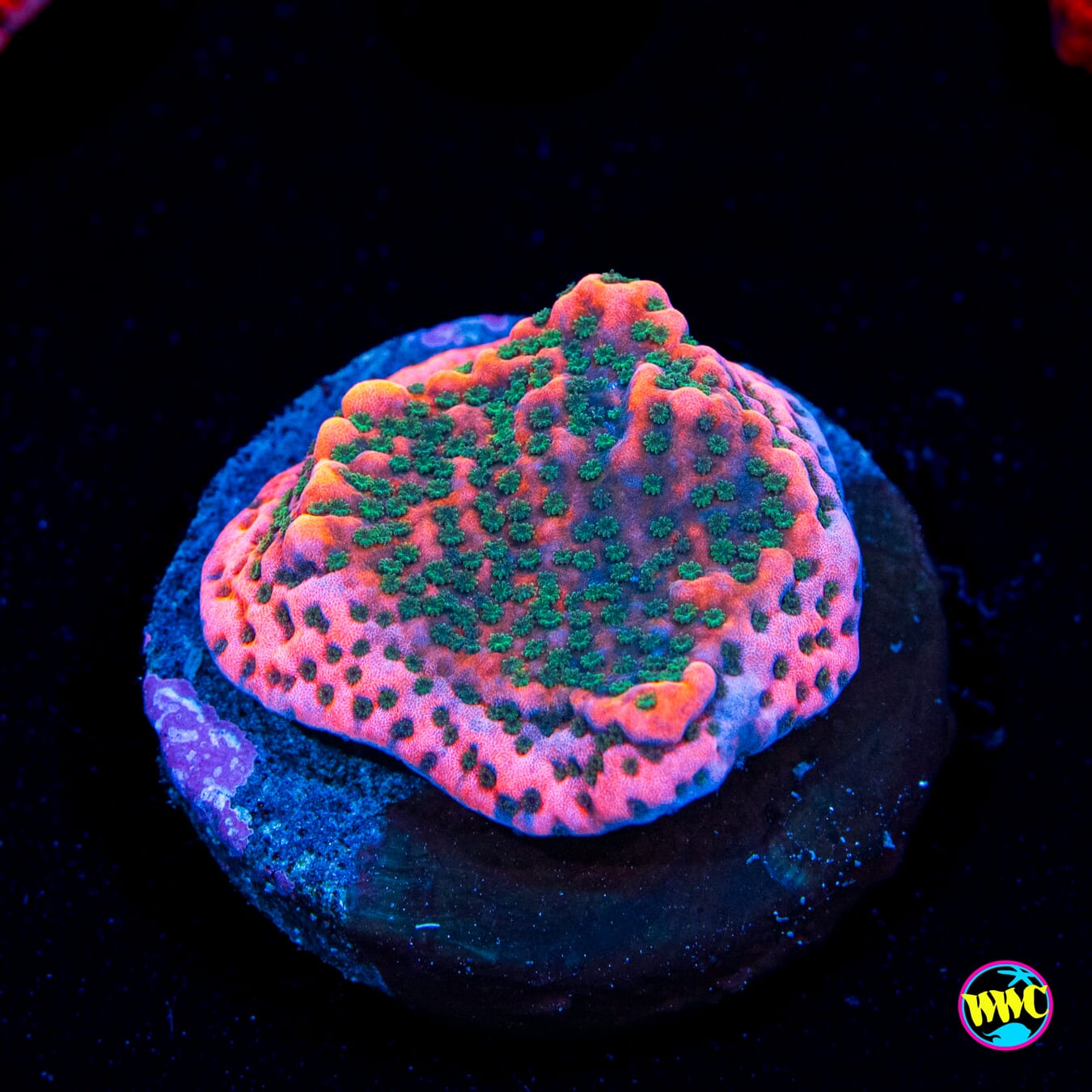 WWC Cherry Tree Montipora
