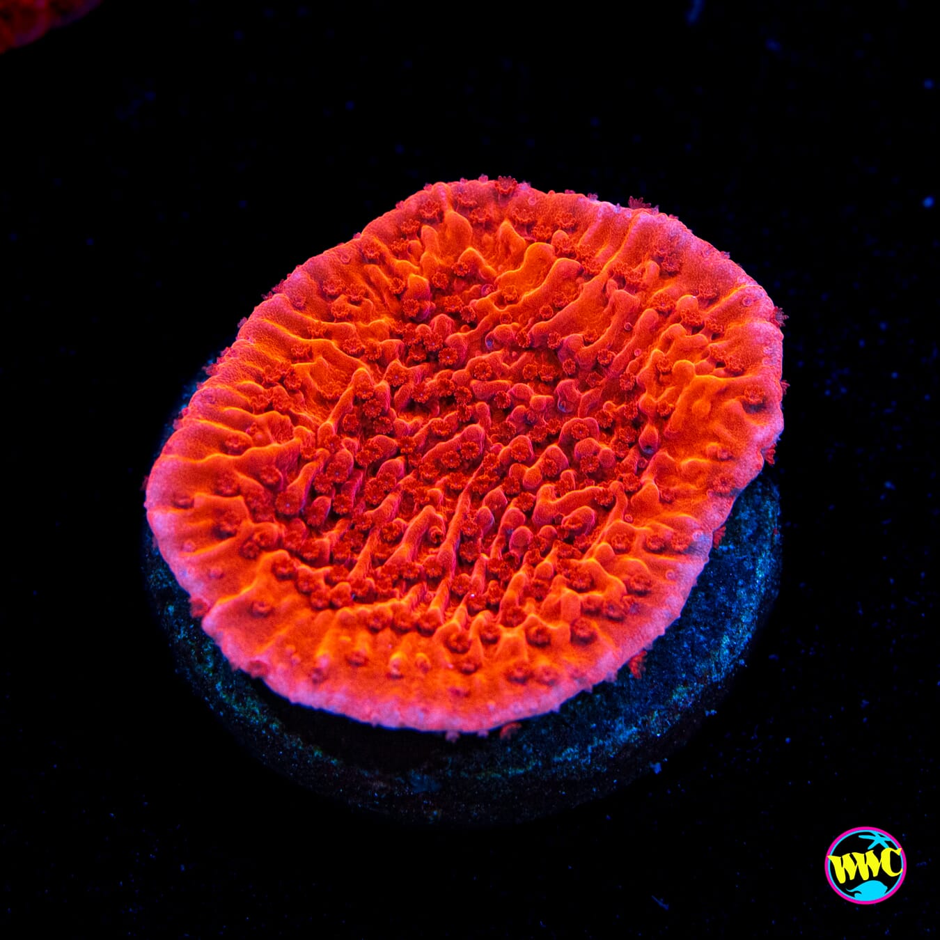 Red Cap Montipora