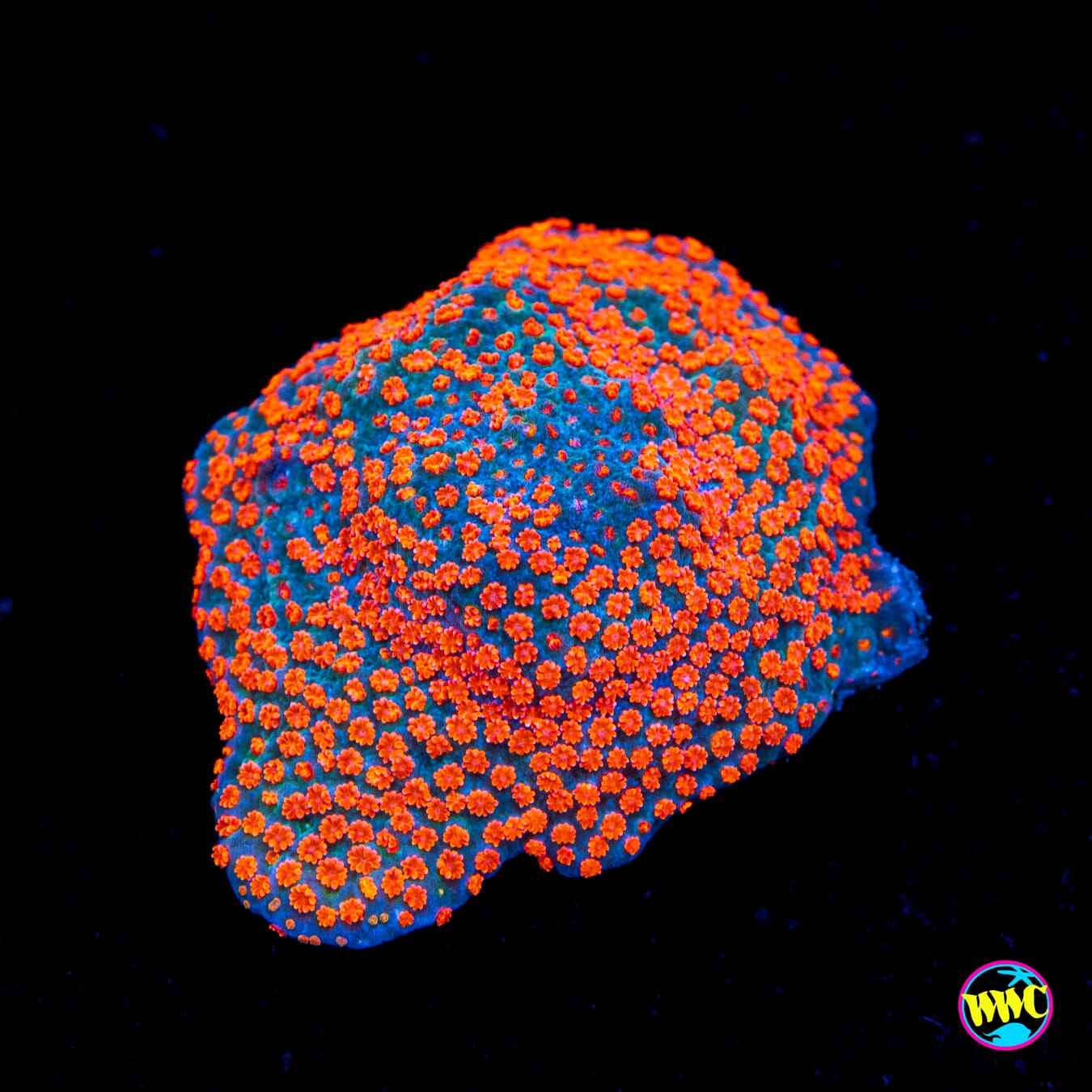 Jason Fox Dizzy Spell Montipora