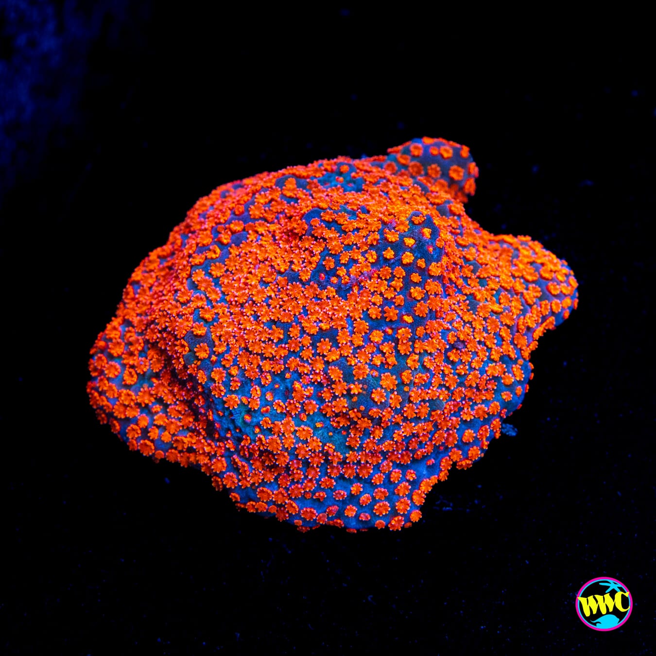 Jason Fox Dizzy Spell Montipora