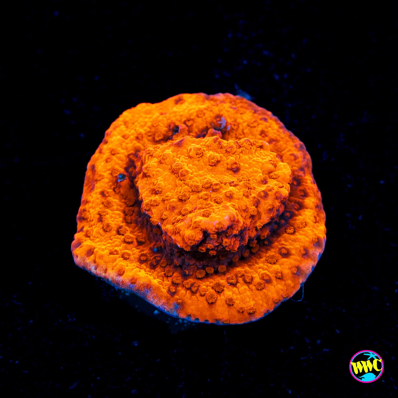 Atomic Orange Montipora