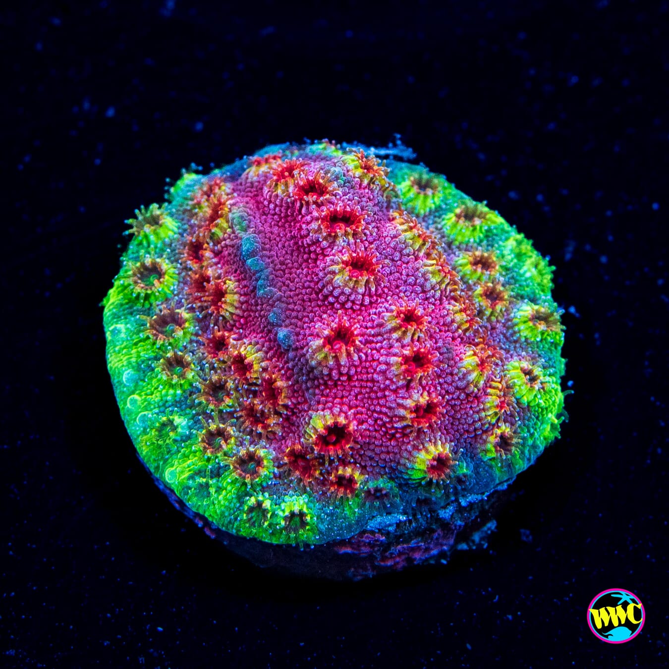 WWC Bronco Berry Cyphastrea