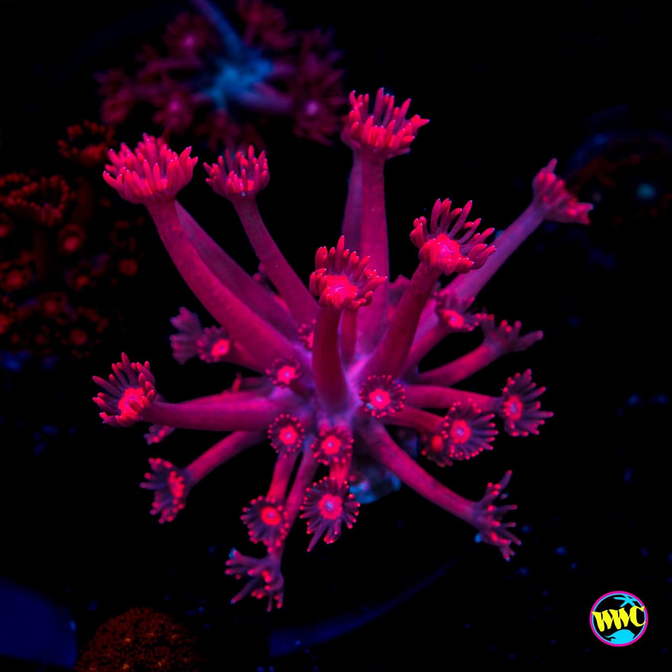 WWC Inferno Goniopora